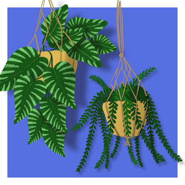 botanische tekeningen